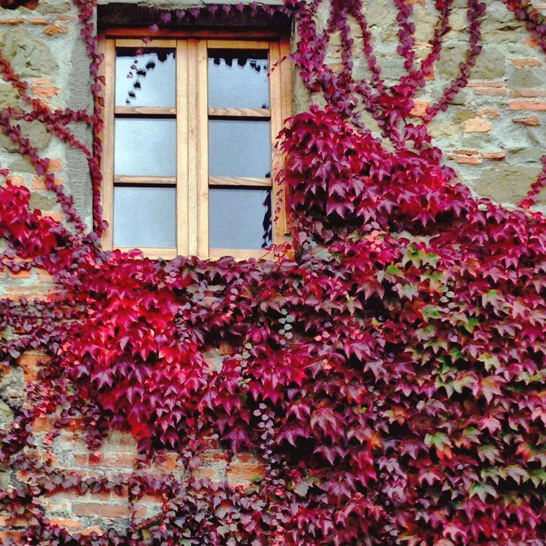L’autunno con i suoi colori bussa alle finestre di Villa Barberino, lo facciamo entrare?  ️ •
•