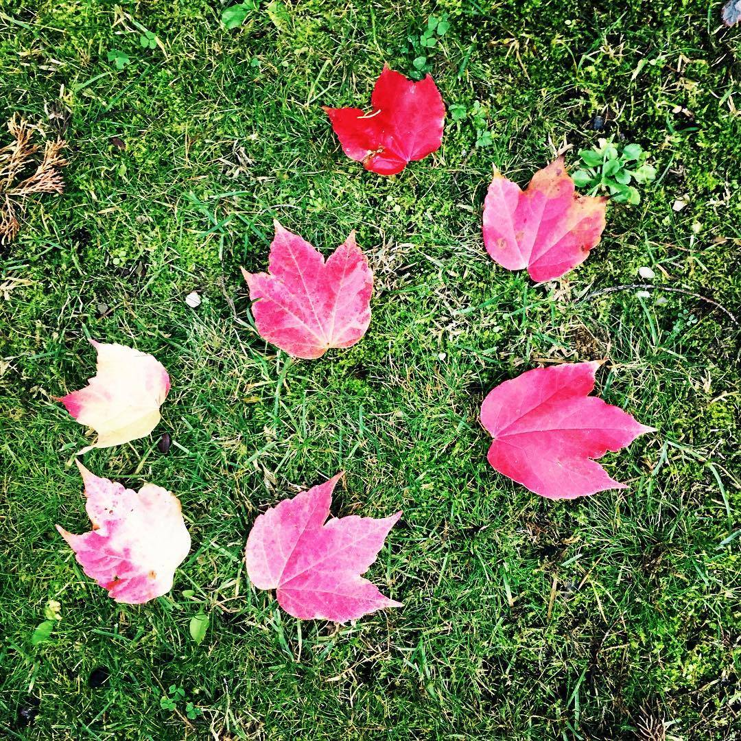 Un prato. Un autunno. Un pomeriggio. Un giorno. Un silenzio. Una sensazione; che la vita si spegne soltanto. Le sette foglie torneranno sugli alberi. Modernità antica.